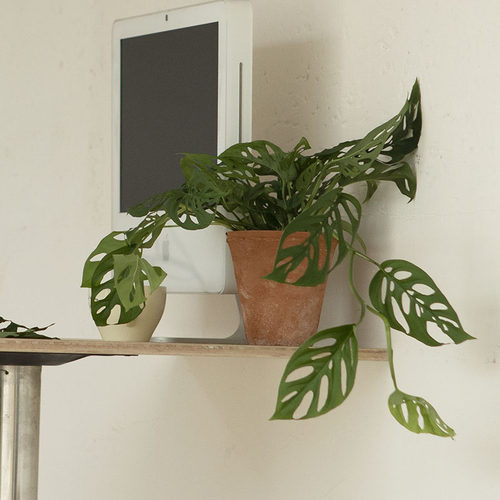 Earth plant 米歇尔小巨洞龟背竹耐阴好养四季常绿植爬藤植物盆景 - 图3
