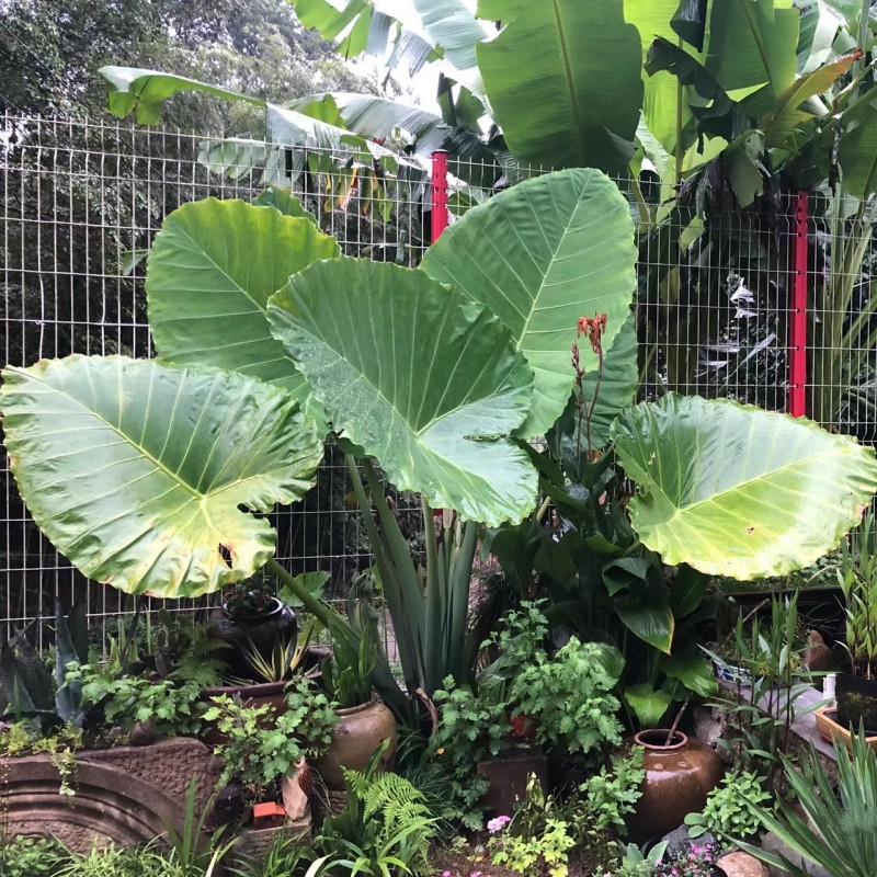 巨型大叶象耳芋大型绿植热带雨林造景大野芋滴水观音室内庭院植物