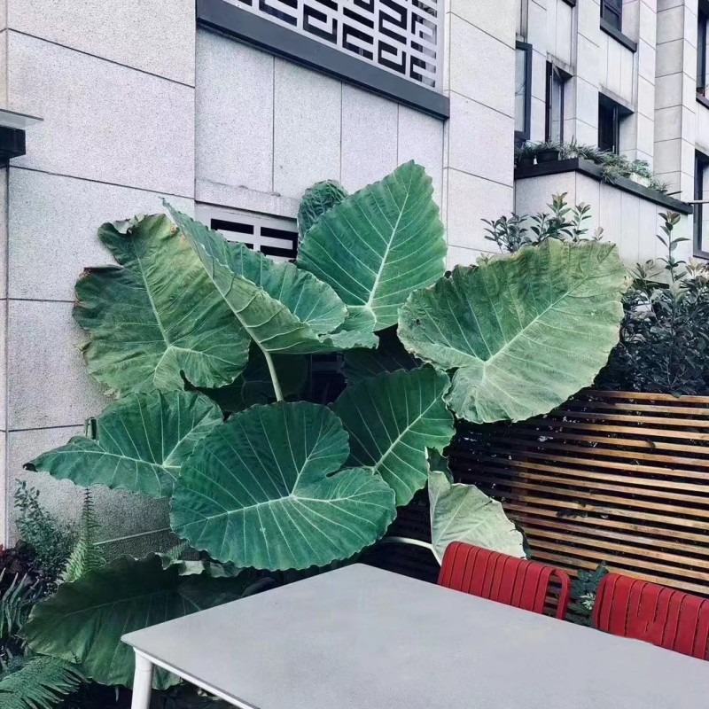 巨型大叶象耳芋大型绿植热带雨林造景大野芋滴水观音室内庭院植物