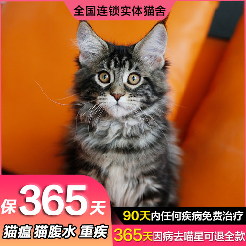 缅因猫幼猫大型猫银虎斑棕虎斑大脚缅因库恩猫活体宠物猫咪活物-图1