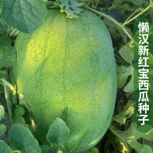 懒汉新红宝西瓜种籽绿皮大果少籽含糖量高春季四季巨型水果种子孑 - 图2