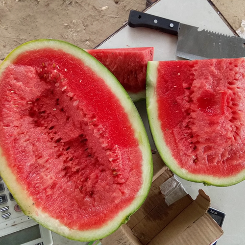 懒汉新红宝西瓜种籽绿皮大果少籽含糖量高春季四季巨型水果种子孑 - 图3