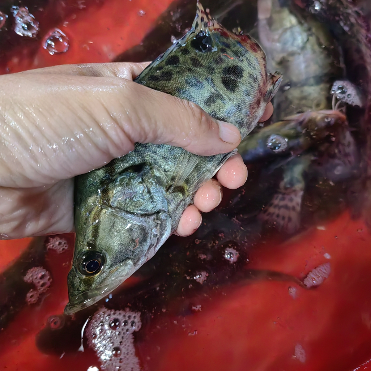 皖南溪流淡水鱼花鳜鱼桂花鱼河流湖泊野鳜鱼鲜活现杀顺丰冰鲜2斤-图1