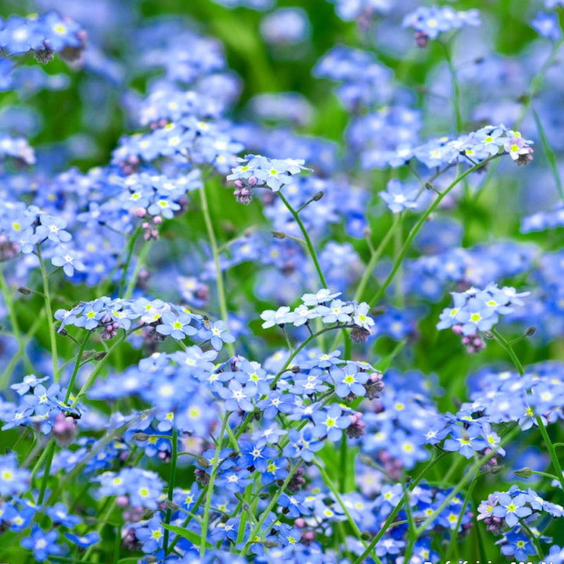 勿忘草勿忘我花种子孑花籽蓝色四季开花播种阳台盆栽庭院野花春季 - 图0