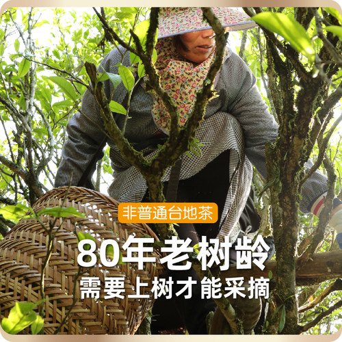 【林依轮推荐】天誉凤凰单枞茶鸭屎香特级潮州乌岽单丛茶叶乌龙茶 - 图0