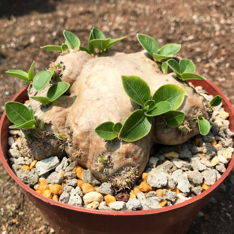 实生惠比须笑块根稀有奇特多肉植物惠比大黑块根球茎一物一拍-图0