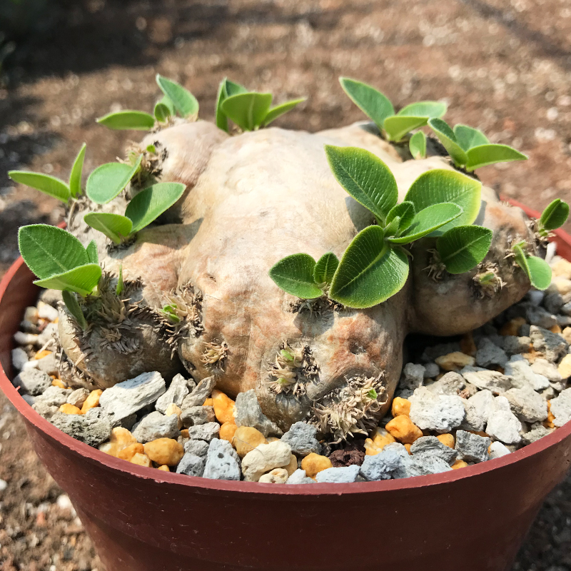 实生惠比须笑块根稀有奇特多肉植物惠比大黑块根球茎一物一拍-图2