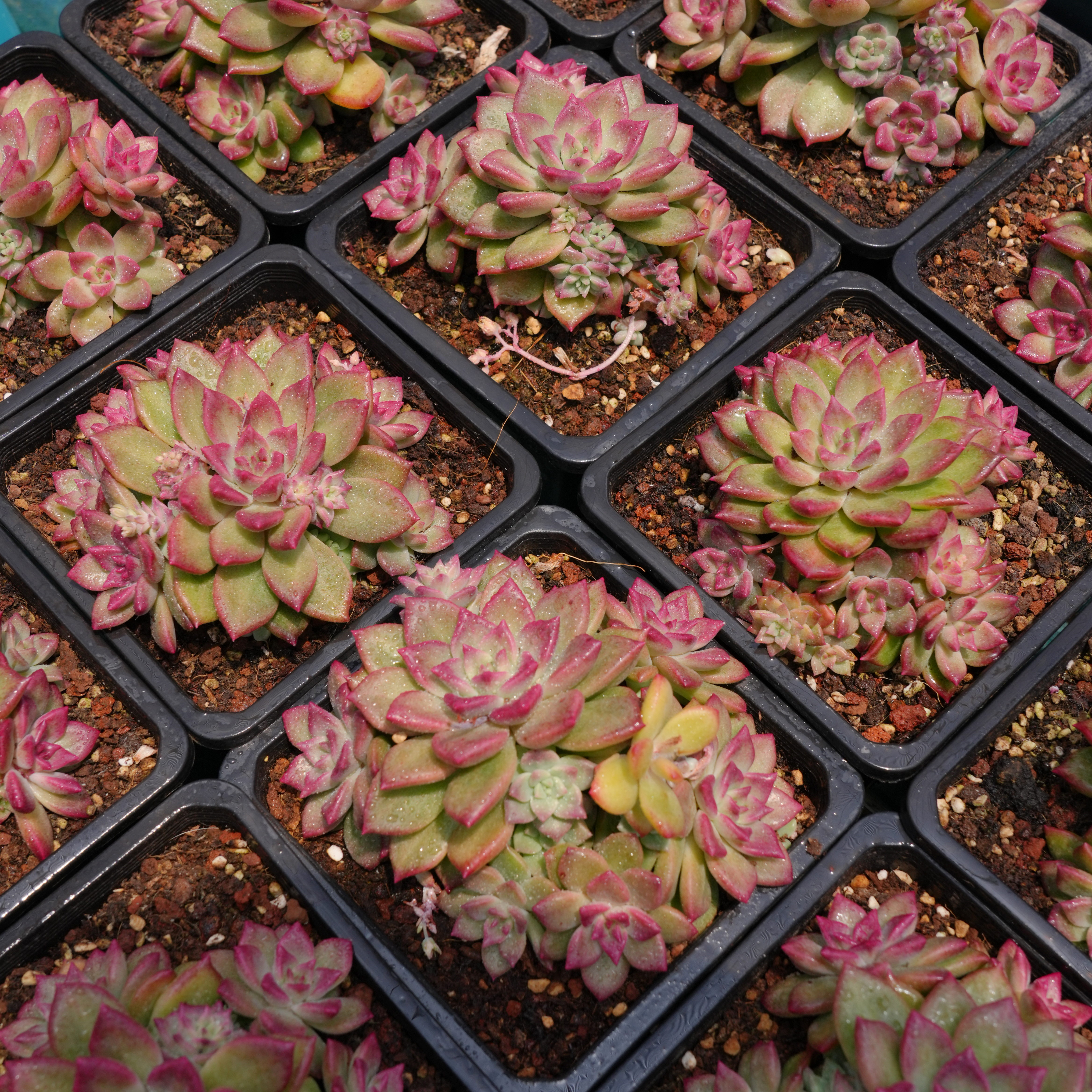 067-欧米娜-从前慢花园东云系多肉植物 - 图2