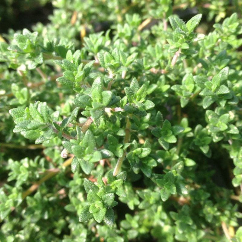 小叶百里香Thyme家庭可食用香草盆栽植物种苗西餐法餐香料提精油-图1