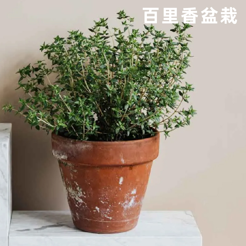 百里香盆栽花卉多年宿根地被围边植物阳台庭院香草烘焙西餐香料 - 图1