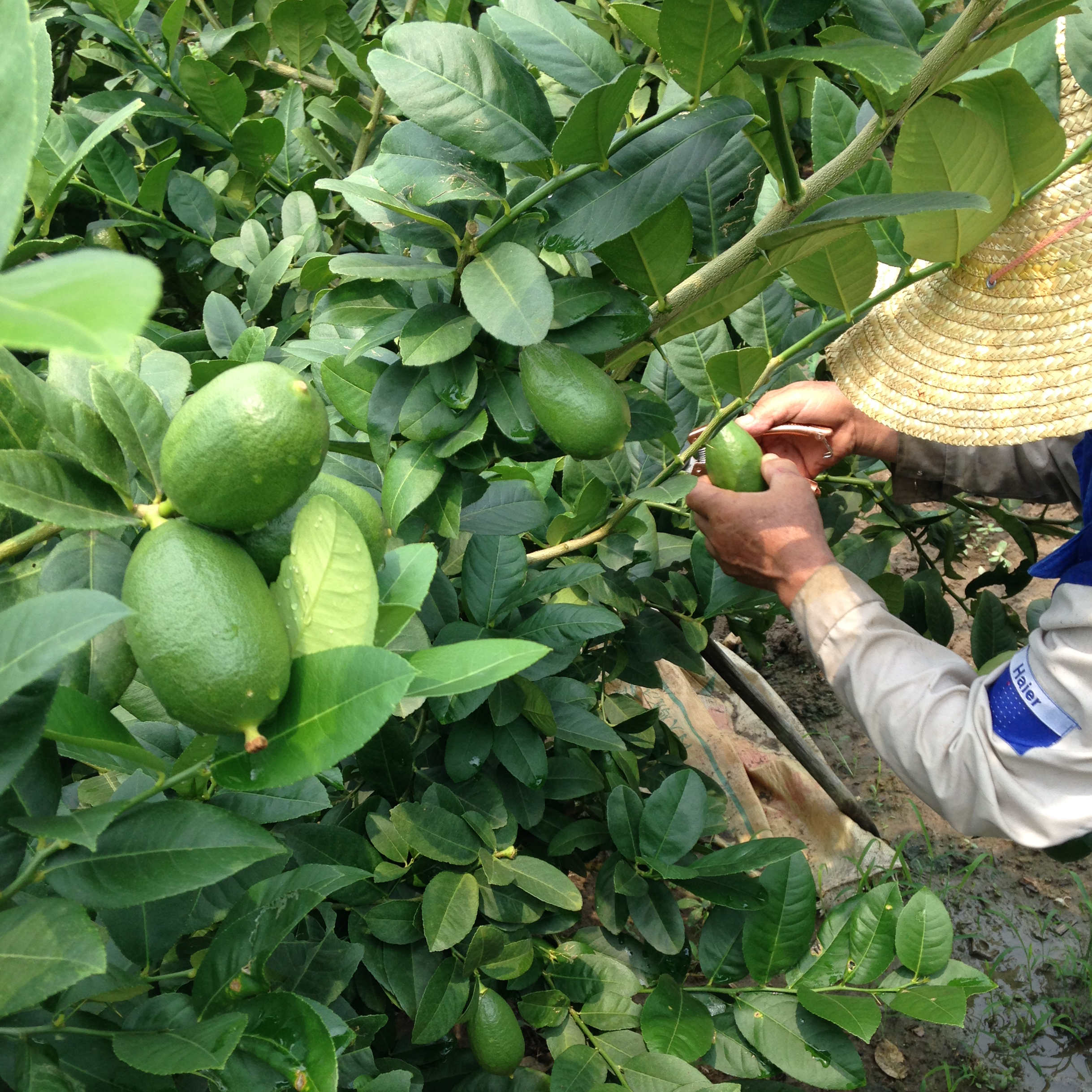 海南香水柠檬新鲜柠檬5斤一级中大果无籽香青柠檬水果现摘多汁 - 图2