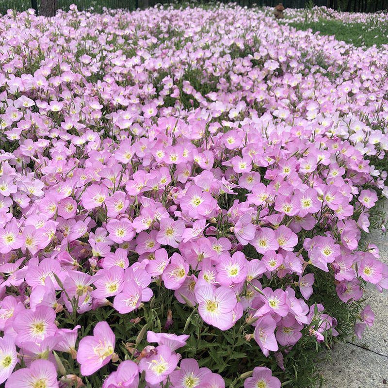 美丽月见草种子花种籽子四季播种开花多年生庭院室外阳台粗放花籽 - 图1