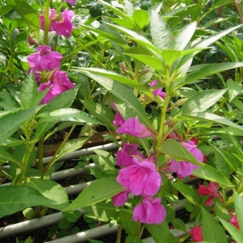 凤仙花种子种籽混色指甲花景观绿化盆栽庭院花种籽子四季播种耐旱-图0