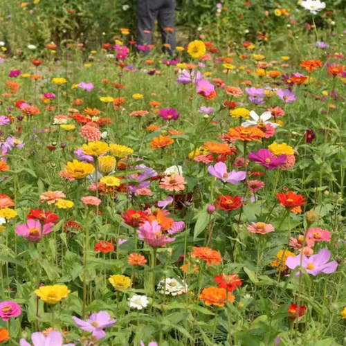 野花组合种子四季播种开花波斯菊花籽百日草花海庭院盆种花种籽子 - 图0