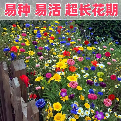 野花组合种子四季播种开花波斯菊花籽百日草花海庭院盆种花种籽子 - 图1