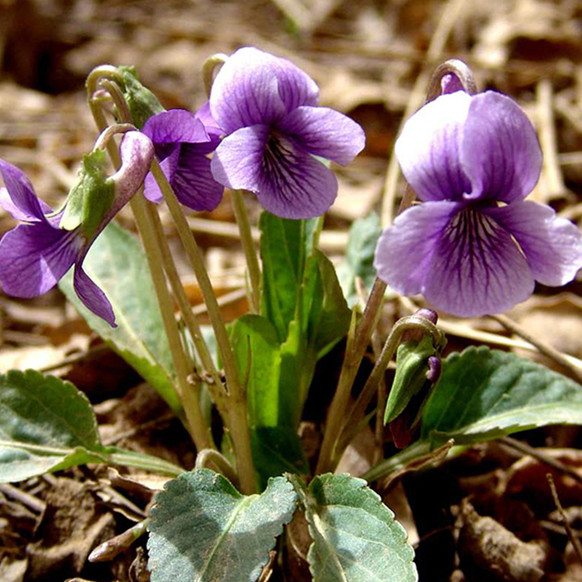 紫花地丁种子多年生花种籽子野堇菜花籽四季易活地被覆绿耐寒耐阴-图1