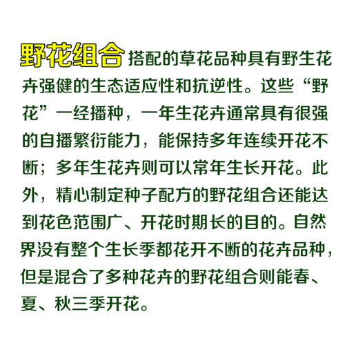 野花组合种子四季播种开花波斯菊花籽百日草花海庭院盆种花种籽子 - 图3