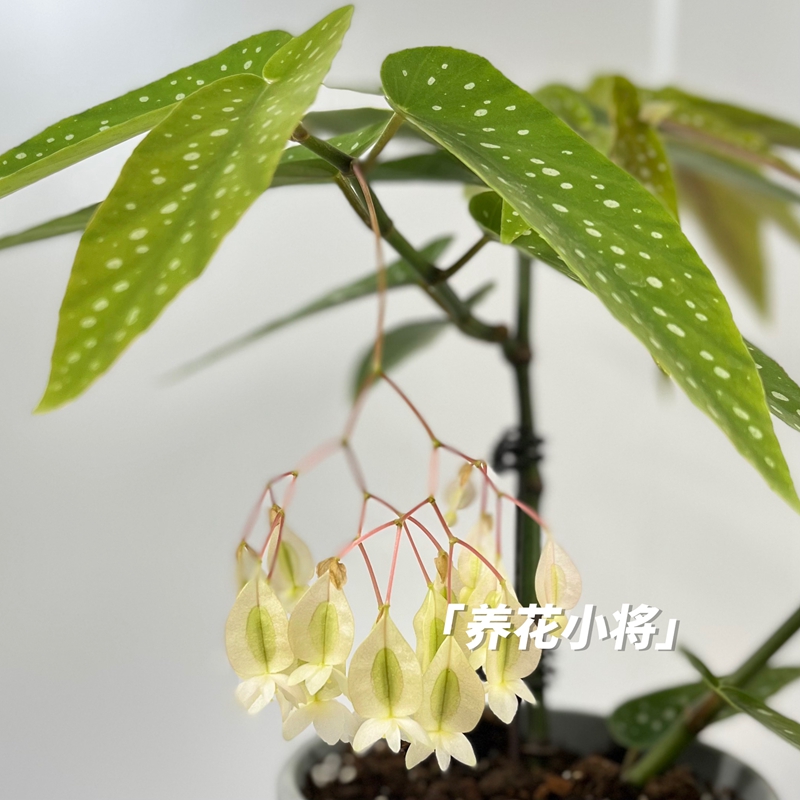 tamaya竹节秋海棠桌面观叶植物阳台好养ins小盆栽|养花小将 - 图0