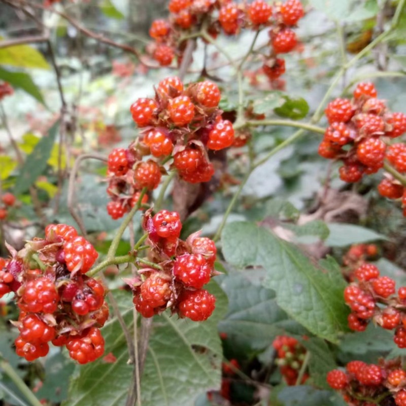 高粱泡树苗十月苗寒泡刺盆栽庭院山地绿植儿时野果苗包邮-图1