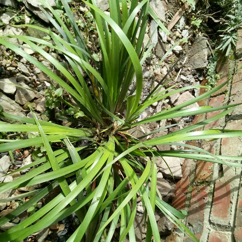 山里茴香菖蒲香料随手香狗肉香洗手香五香草水栽土栽10苗起包邮-图2