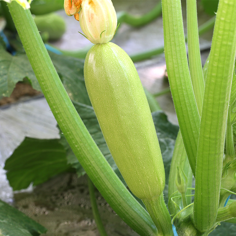 密云农家 每日现采西葫芦 太嫩了轻轻一碰就掉皮儿 孕妇 清炒350g - 图0