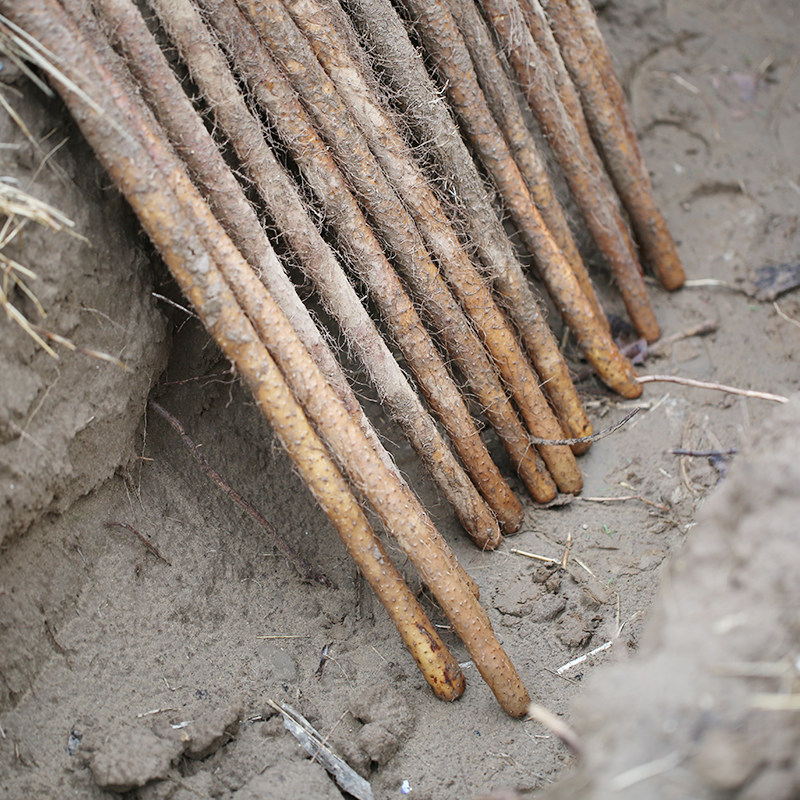 密云农家 正宗新鲜现挖 铁棍山药 自种 铁杆山药 香甜软糯 500g,淘宝优惠券,粉丝福利购,淘宝优惠卷
