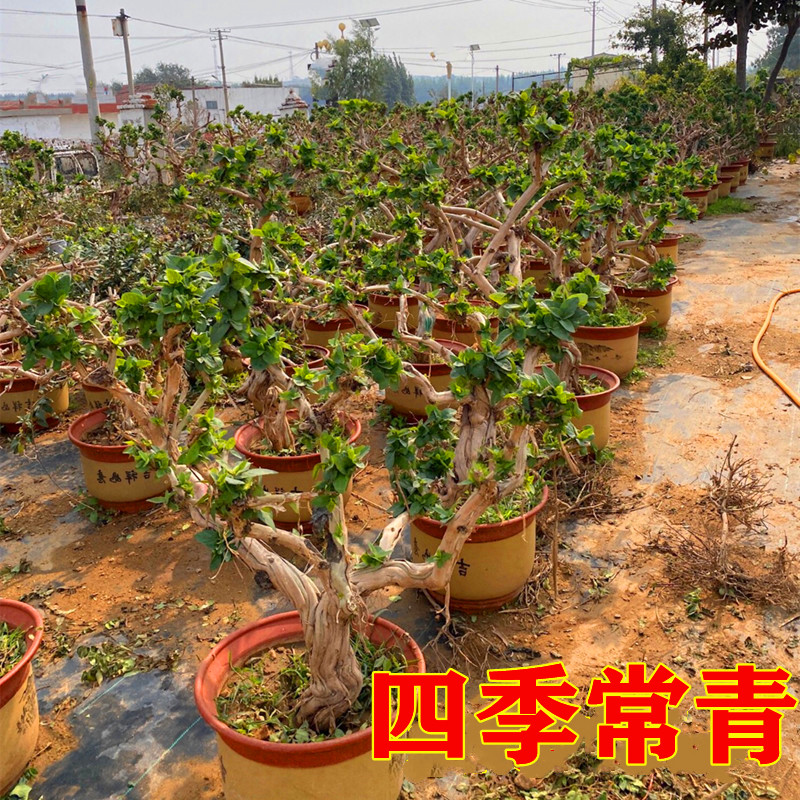 金银花树苗食用树形四季浓香型黄白盆栽老桩爬藤植物阳台庭院绿植 - 图1