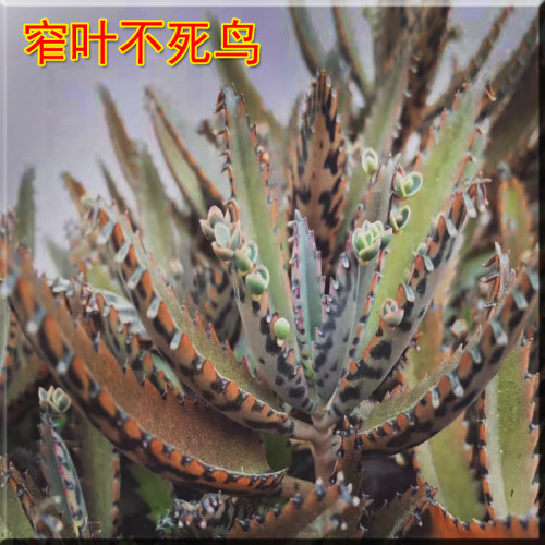 大叶落地生根苗 蕾丝公主多肉 落地生根多肉植物 宽叶不死鸟植物 - 图2