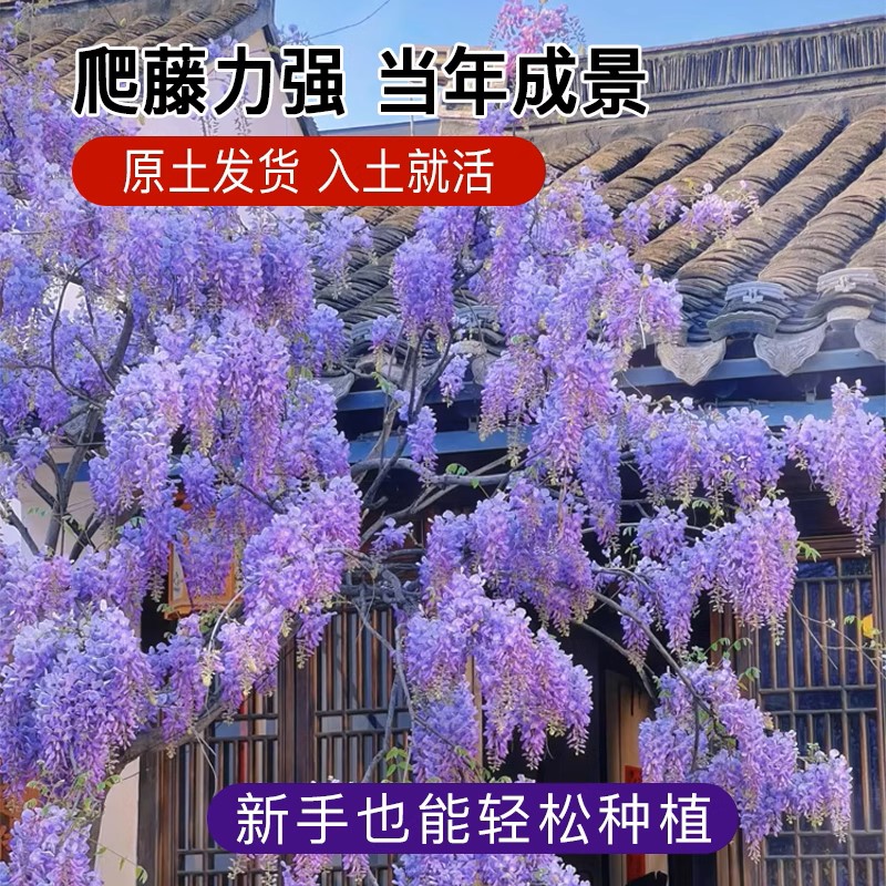 紫藤树苗爬藤植物花卉室外庭院阳台紫藤花苗耐寒老桩四季开花盆栽-图0