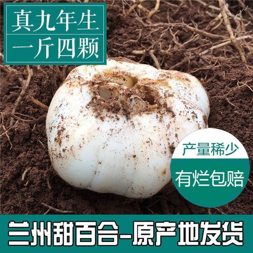 九年生特大个头兰州百合新挖天然鲜甜百合食用兰州特产真空500g - 图0