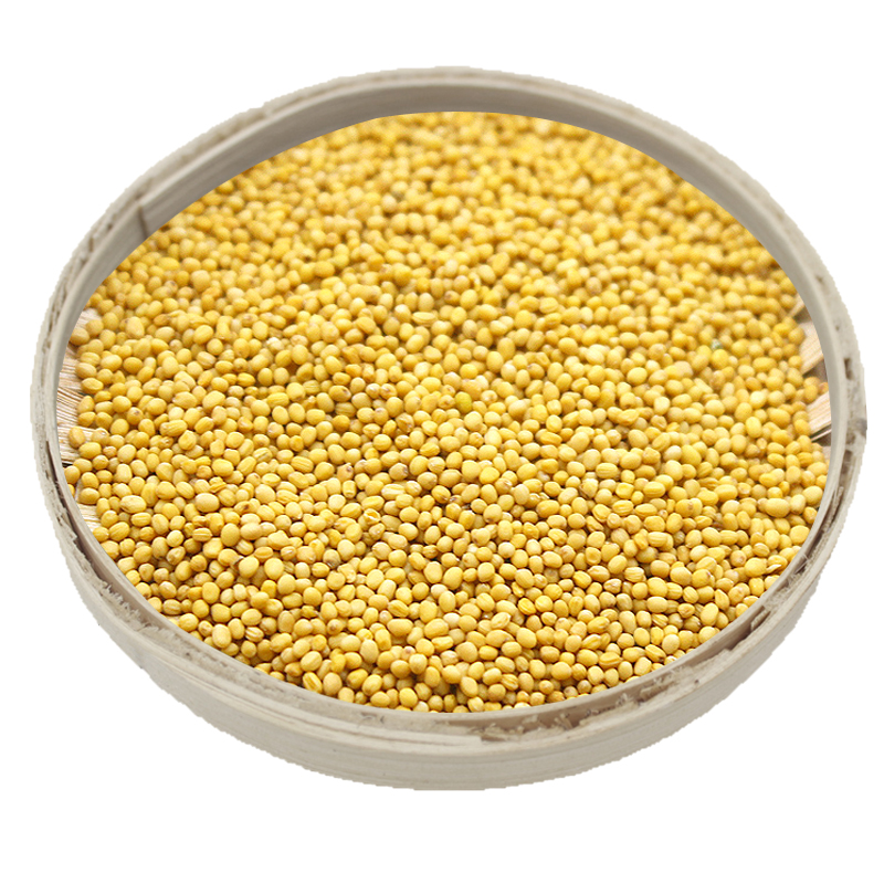 Authentic Inner Mongolia stunt pure yellow mustard seeds free shipping