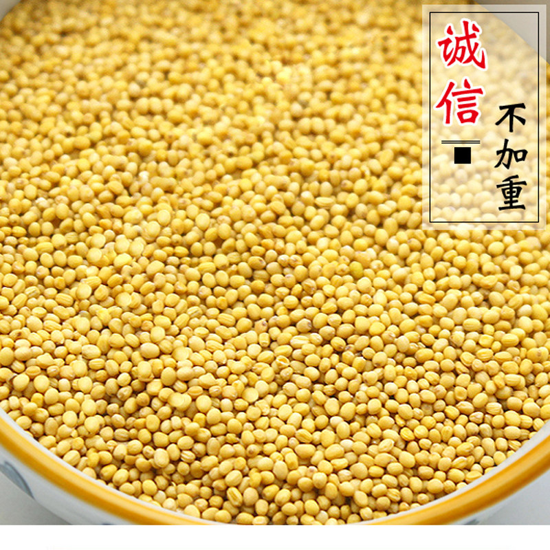 Authentic Inner Mongolia stunt pure yellow mustard seeds free shipping