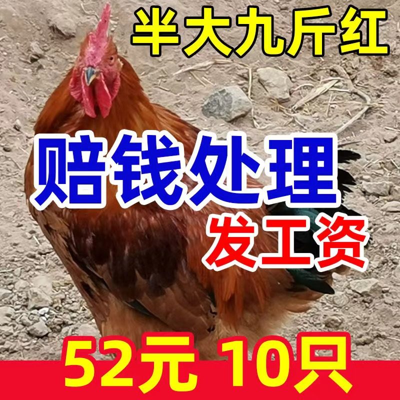 一斤九斤红公鸡活苗九斤黄鸡苗公鸡肉鸡红玉鸡苗小鸡活苗阉鸡活苗,淘宝优惠券,粉丝福利购,淘宝优惠卷