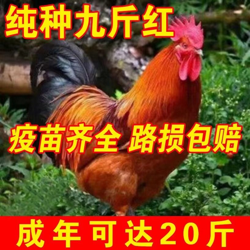 一斤九斤红公鸡活苗九斤黄鸡苗公鸡肉鸡红玉鸡苗小鸡活苗阉鸡活苗,淘宝优惠券,粉丝福利购,淘宝优惠卷