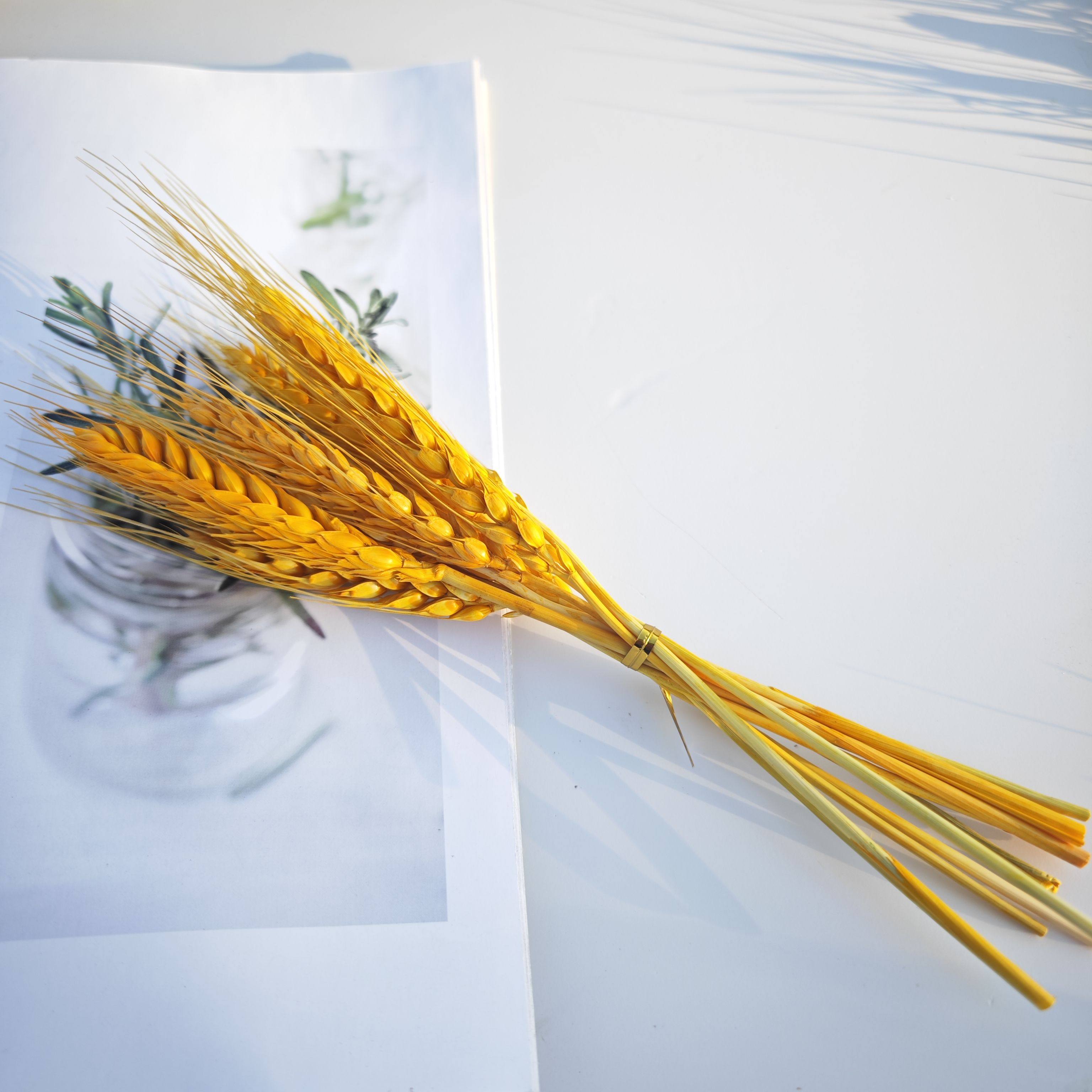 短枝麦穗干花DIY手工礼盒香薰制作材料拍照背景原生态干花麦头,淘宝优惠券,粉丝福利购,淘宝优惠卷