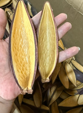【双面金壳】巴西进口果壳茶则拨投手工材料南美造景标本干花干果