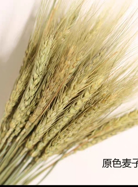 真麦穗干花橱窗装饰拍摄