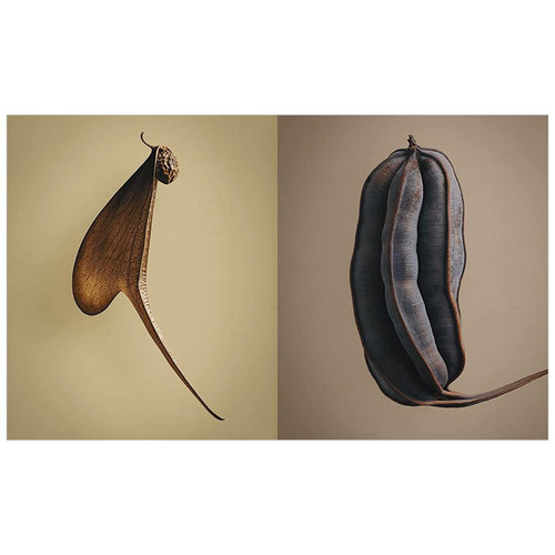 【现货】种子和果实的隐藏之美 植物静物摄像集 The Hidden Beauty of Seeds & Fruits Levon Biss作品集 英文原版进口书籍 - 图2