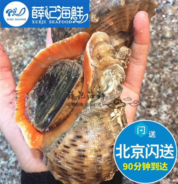 500g1斤每斤2-3只北京闪送鲜活超大海螺大连新鲜海鲜水产-图3