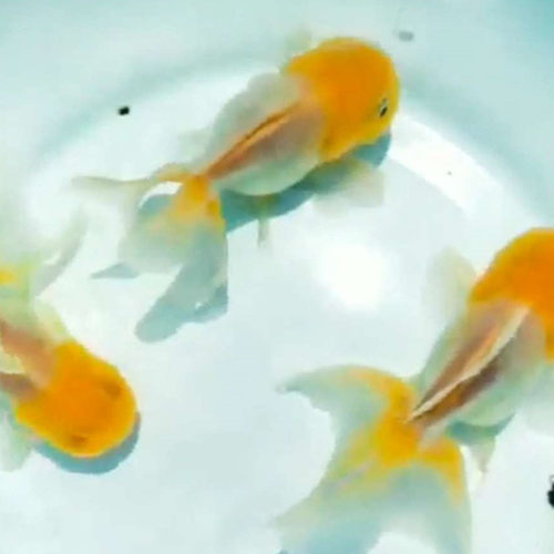 精品菠萝泰狮金鱼观赏鱼宠物鱼活体鱼苗菠萝泰狮金鱼活体招财鱼 - 图3