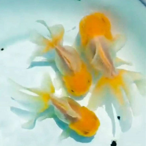 精品菠萝泰狮金鱼观赏鱼宠物鱼活体鱼苗菠萝泰狮金鱼活体招财鱼 - 图1