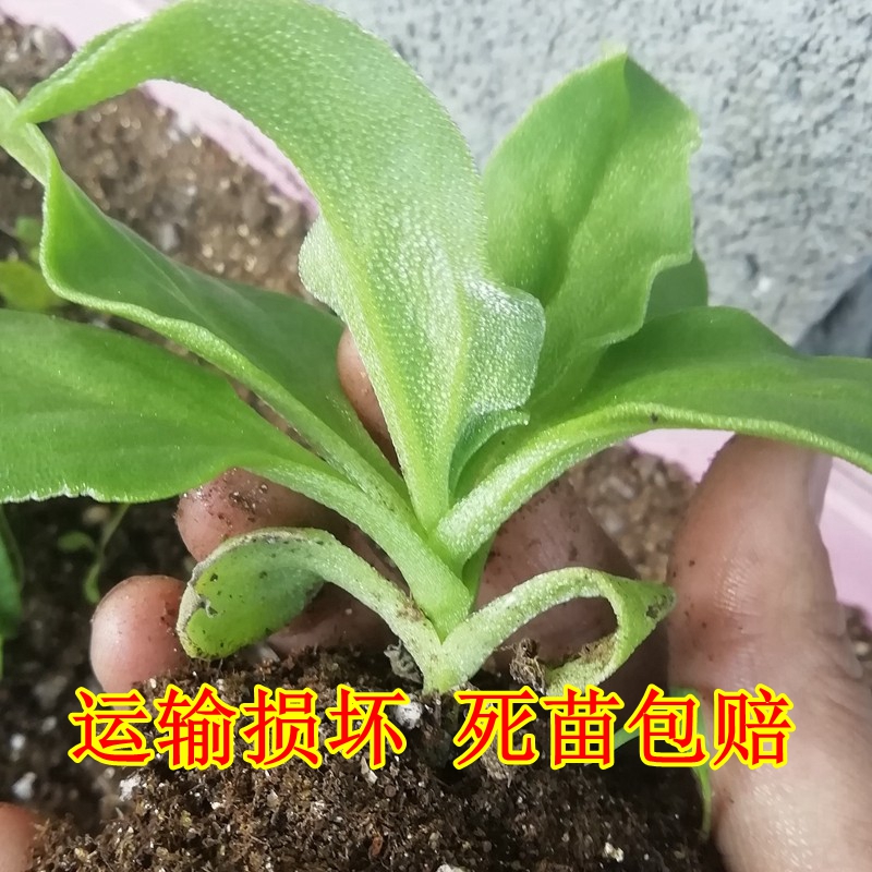 春季冰菜苗水晶冰草秧苗冰菜冰草种籽蔬菜种孑阳台菜园野菜种苗-图0