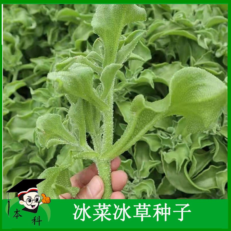 春季冰菜苗水晶冰草秧苗冰菜冰草种籽蔬菜种孑阳台菜园野菜种苗-图1