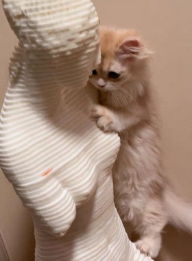 送礼优选:毛毡猫抓板 手工维纳斯 2色可选 不掉屑