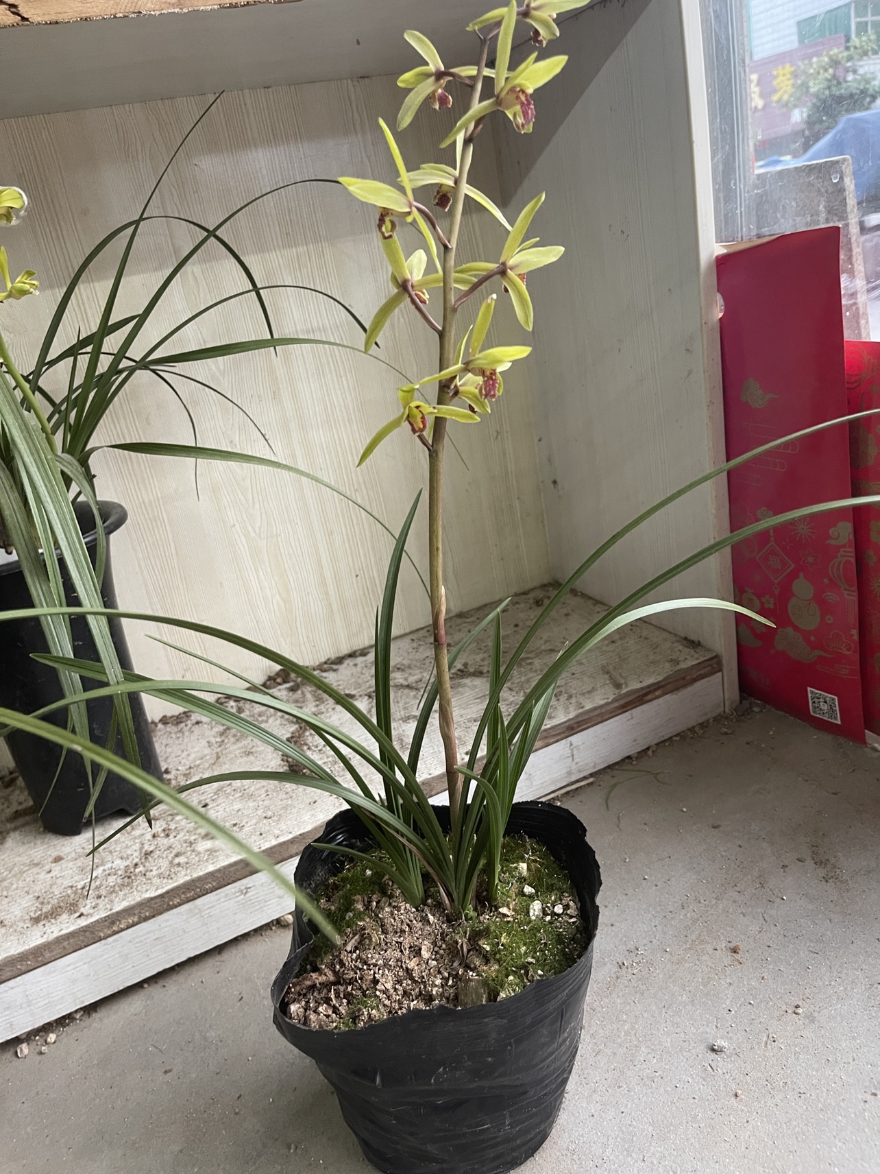 木纹叶质惠兰中矮惠高花架九节兰随州兰花开花香飘逸硬叶 - 图0