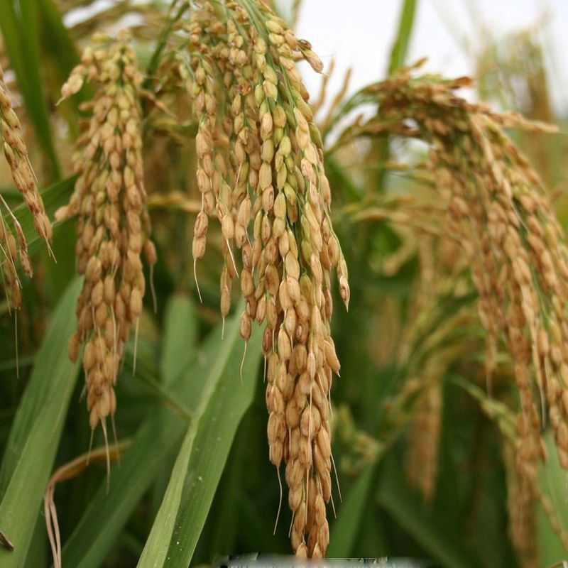 旱稻种子高产临旱1号山地丘陵旱地直播常规水稻旱谷种子圆粒香稻 - 图0