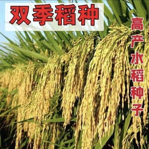旱稻种子高产临旱1号山地丘陵旱地直播常规水稻旱谷种子圆粒香稻 - 图1