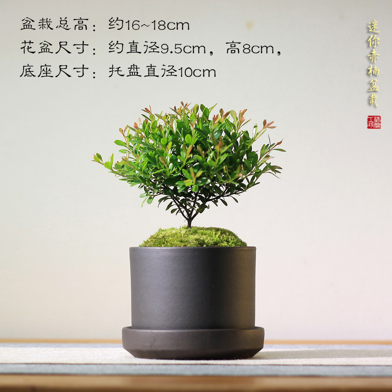 迷你小叶赤楠苔藓微盆景办公桌茶桌面小盆栽绿植花卉常绿净化空气-图0