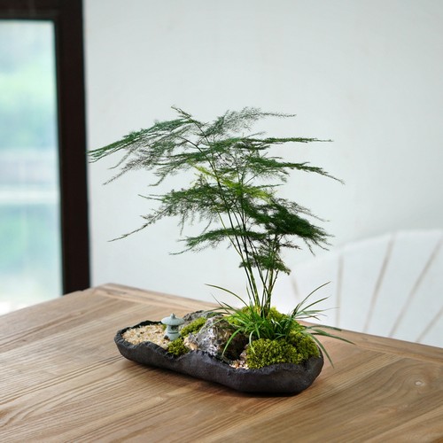山水文竹盆景桌面禅意盆栽苔藓菖蒲室内植物书房办公桌茶桌绿植 - 图0