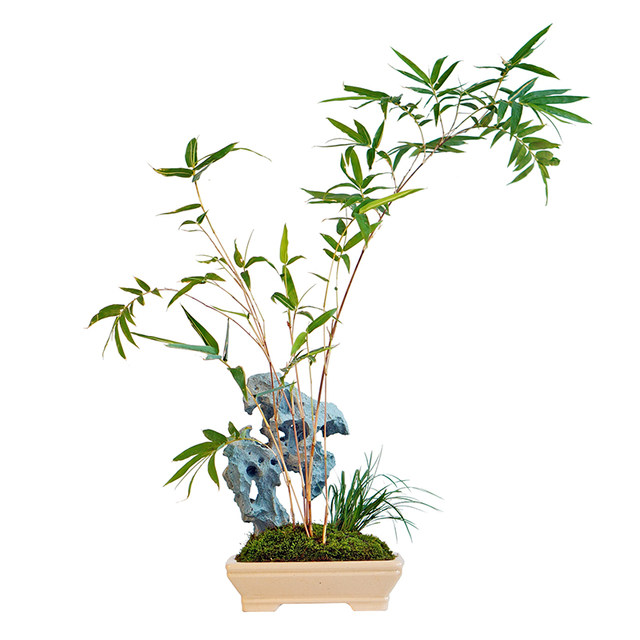 Mulan Ink Painting Stone Red Bamboo Bonscenery in Taihu Lake in the South of the Yangtze River